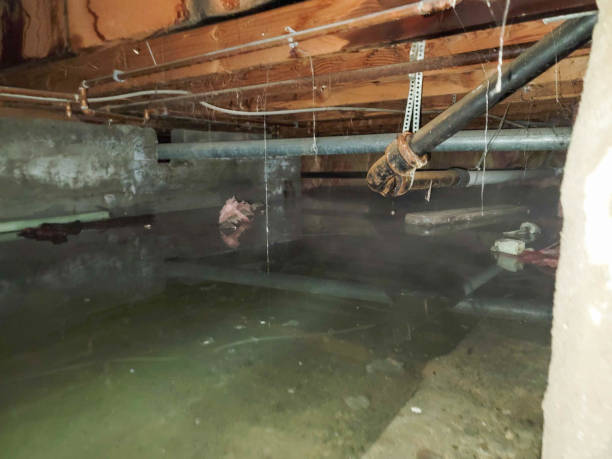 Best Professional water damage repair  in Kingsley, IA